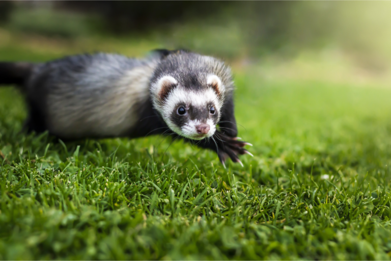 dératisation furet