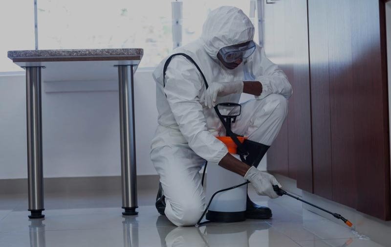 Dératisation Paris 75 : expert agréé en lutte contre les rats et souris Entreprise de Dératisation 3D à Paris 75 – Service Rapide Sous 2H