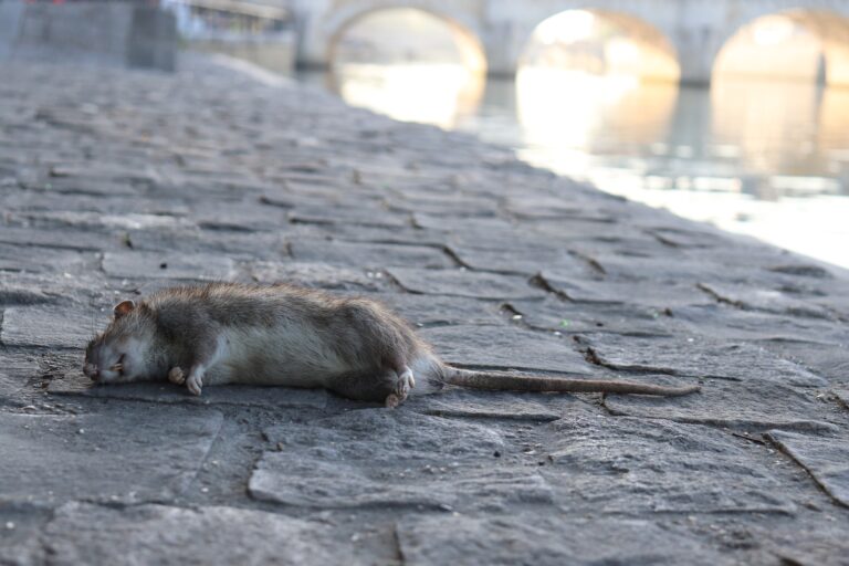 comment se débarrasser définitivement des rats