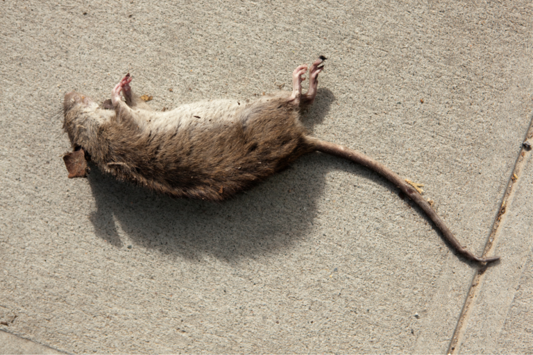 dératisation commerce