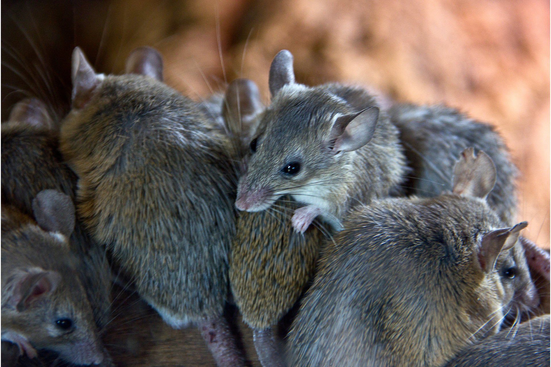 Souris