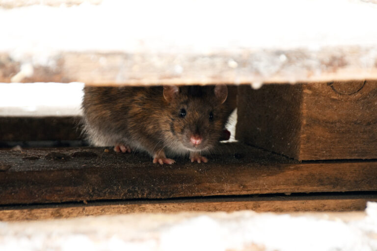 Comment faire sortir des rats de leur cachette