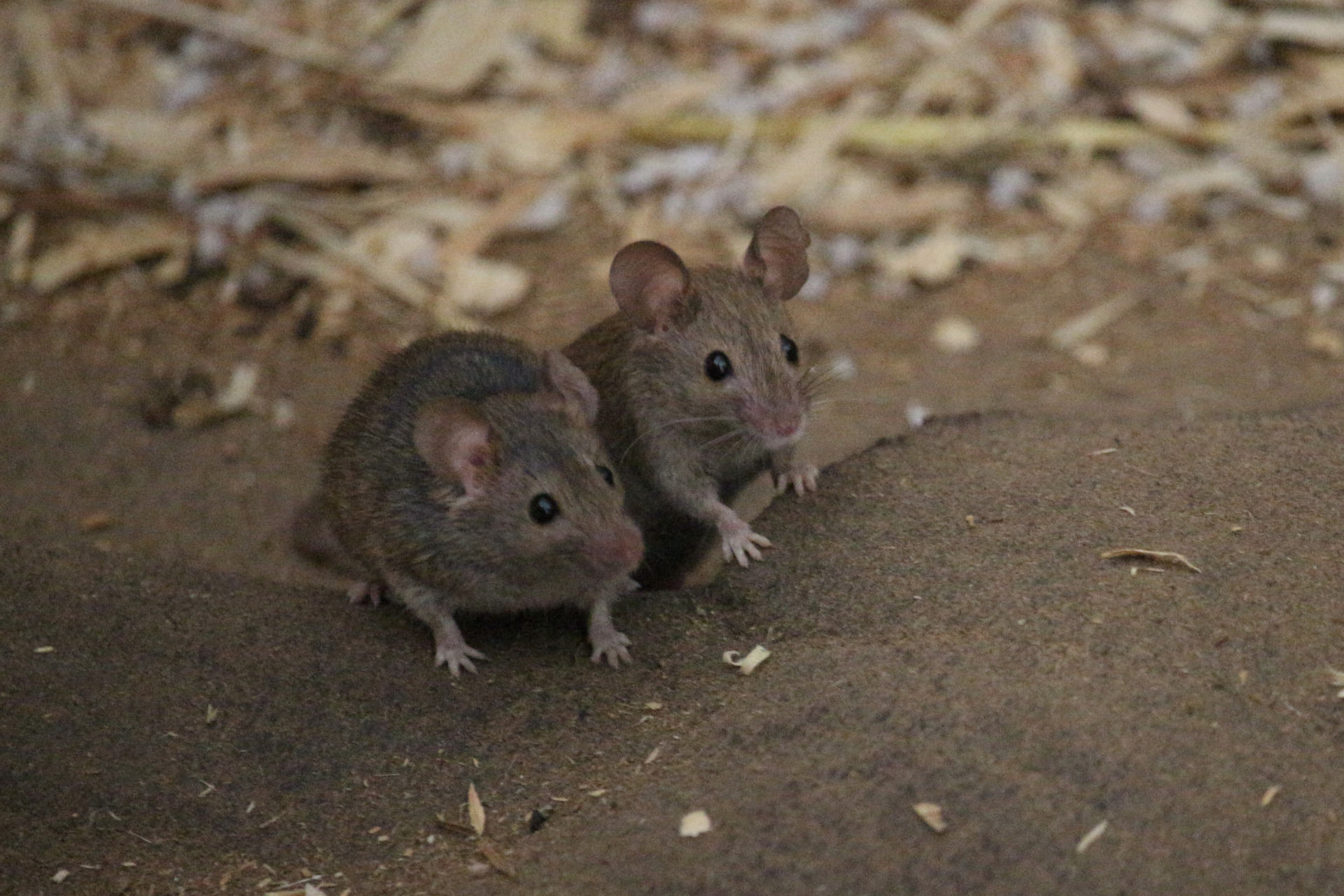 Invasion de souris que faire pour s
