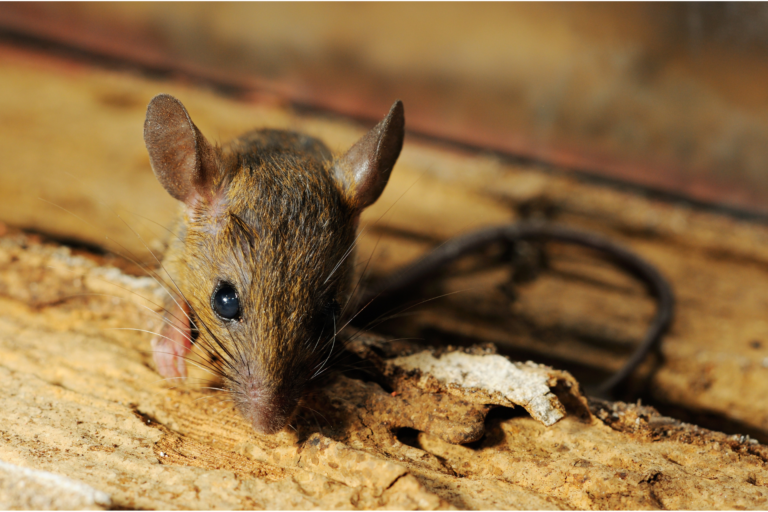 Une invasion de rats Que faire