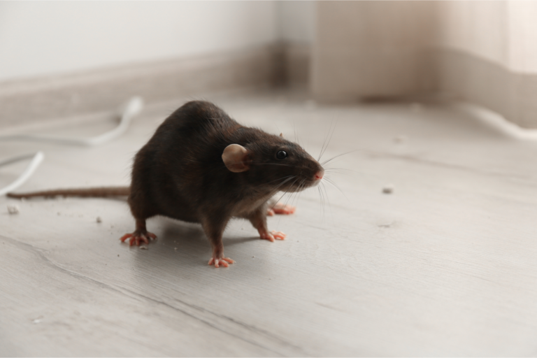 Bruit de rat dans les murs ? Voici quoi faire bruit de rat dans les murs