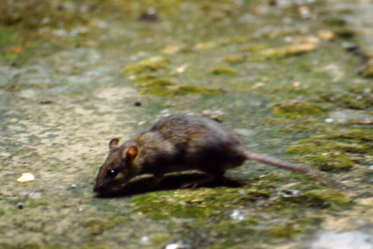 dératisation égouts