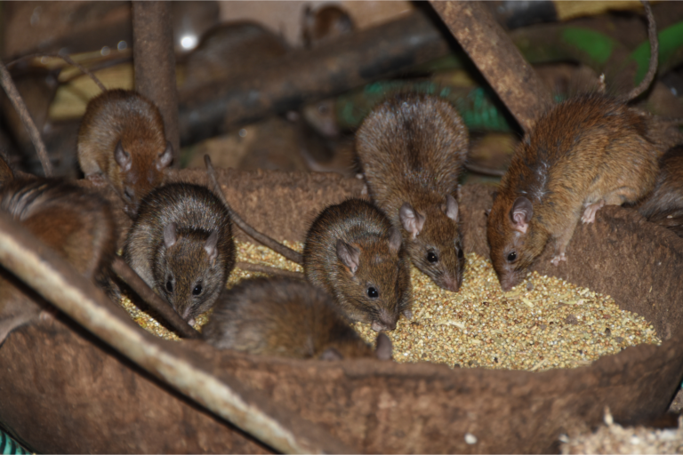 Différence entre un rat et une souris : leurs caractéristiques distinctives différence entre un rat et une souris