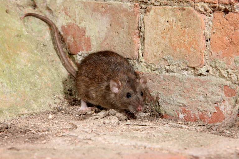 répulsif rat souris