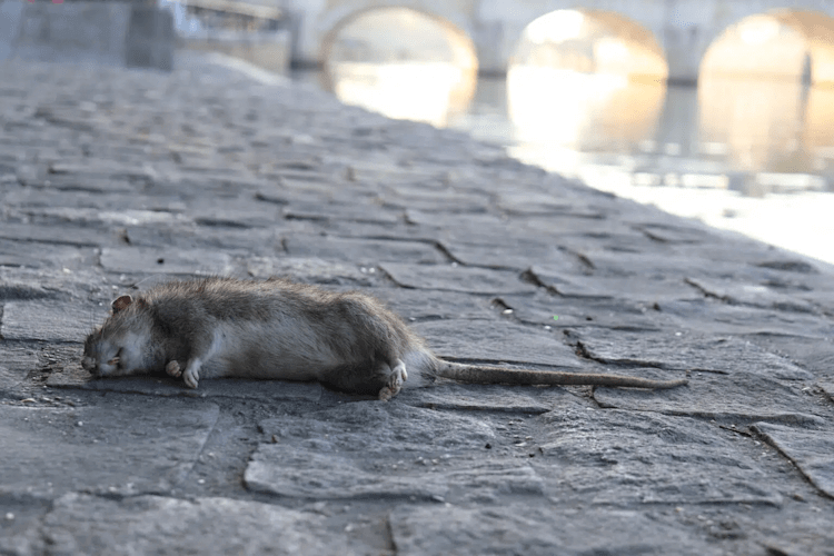 stoprat dératisation paris