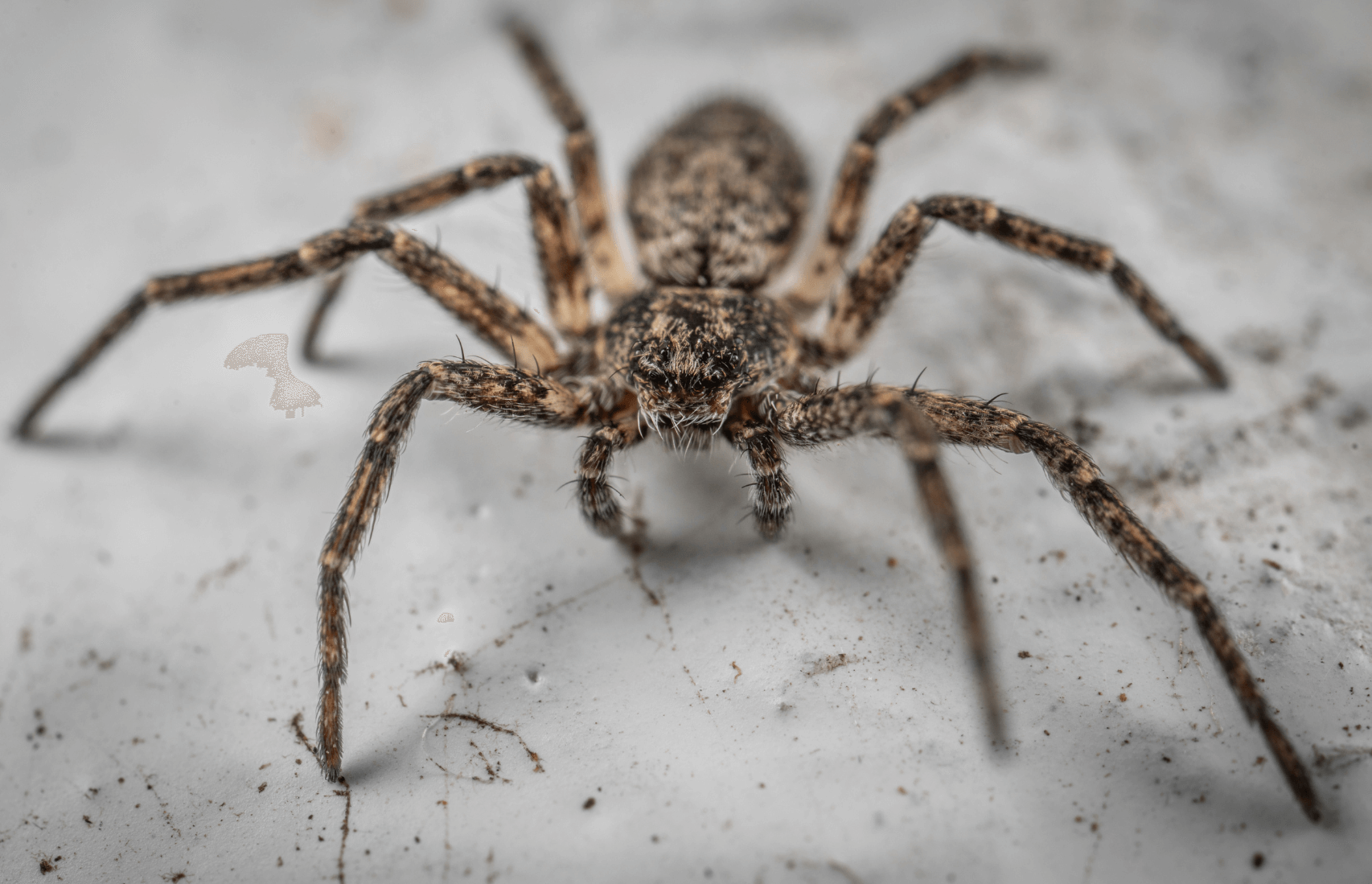 Araignées