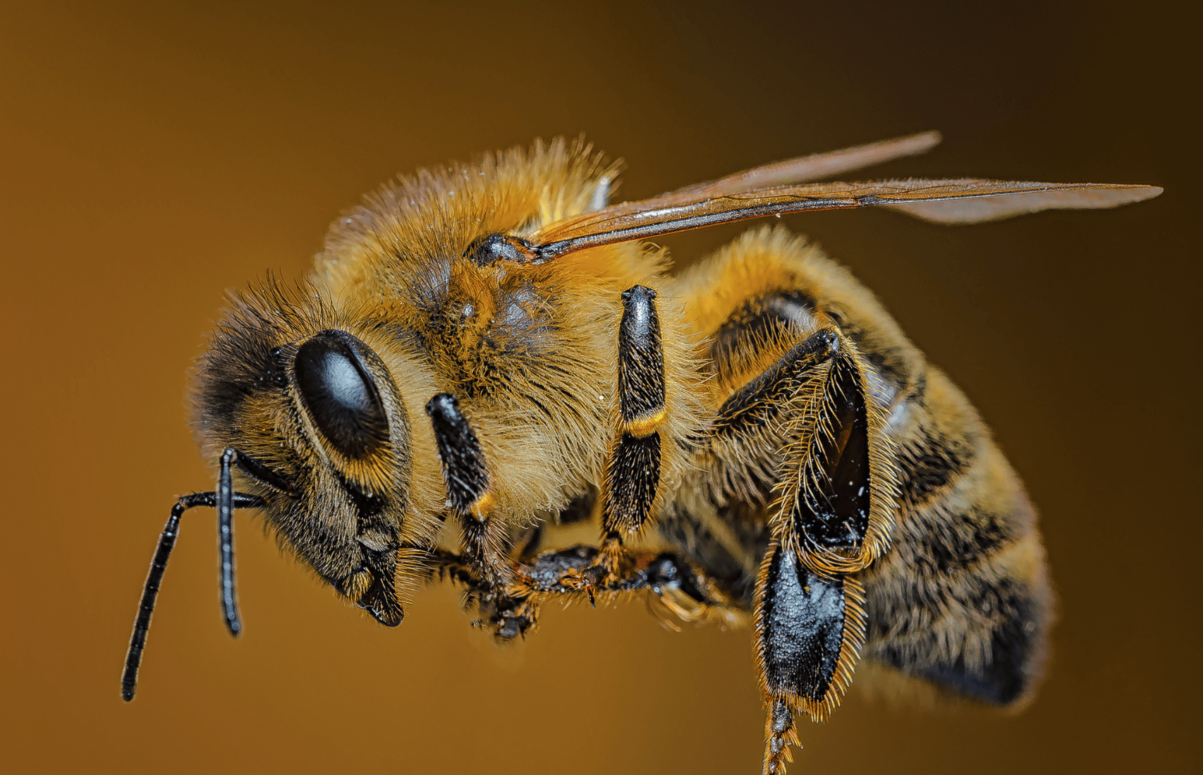 SOS Essaim Abeilles