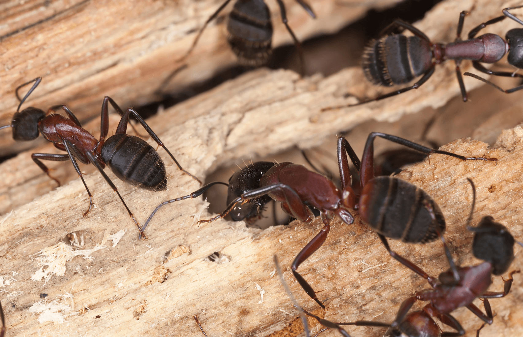 Fourmis Charpentières