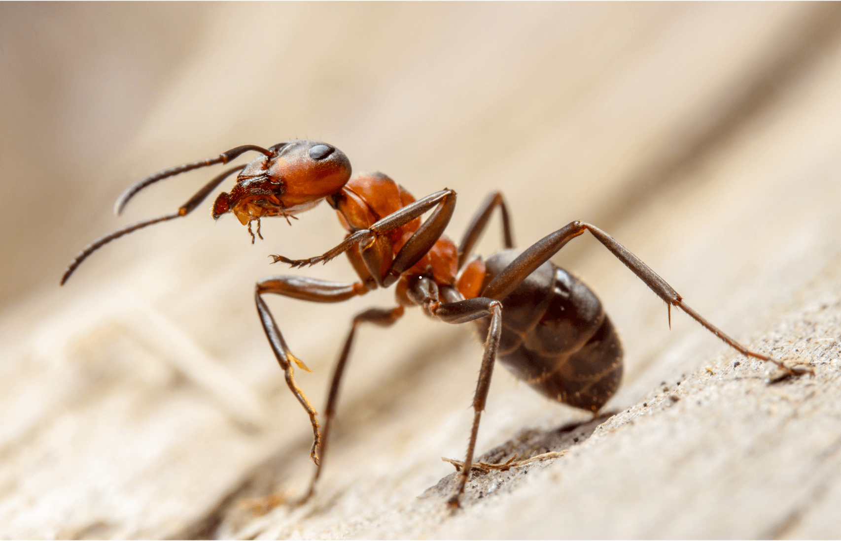 Fourmis