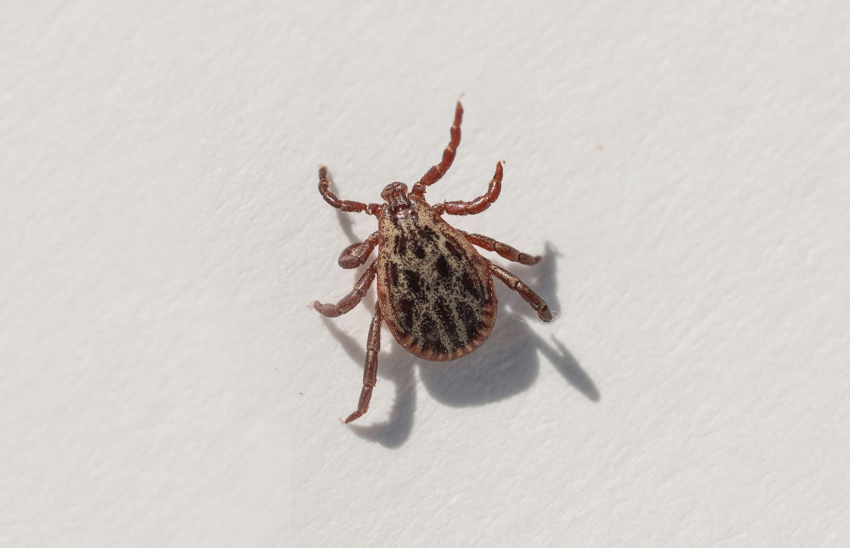 Mites