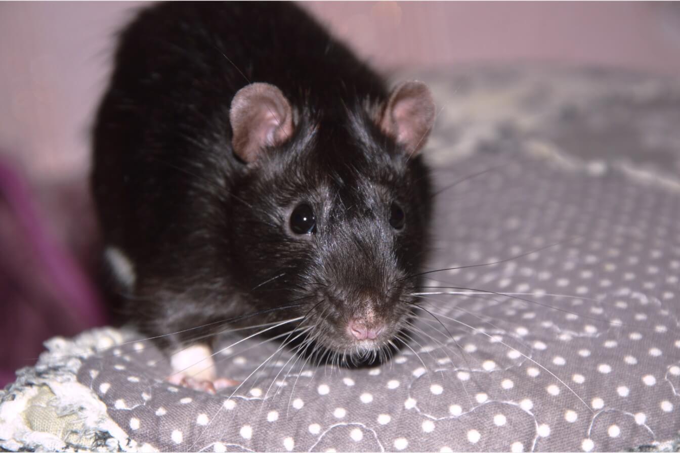 Rats