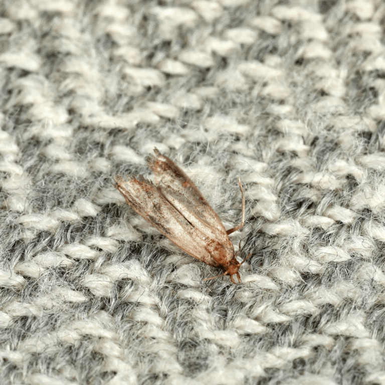 Mites vêtements