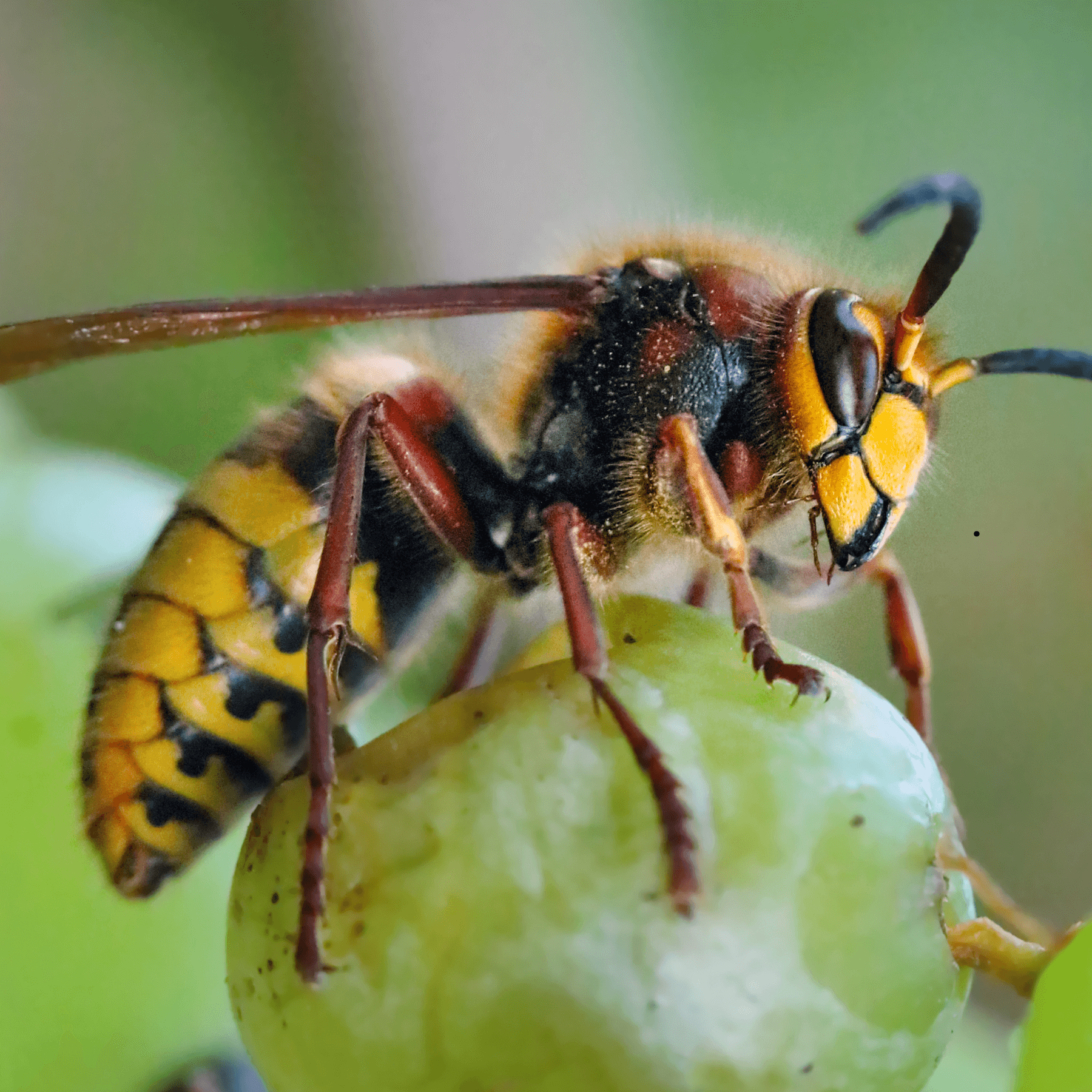 european hornet