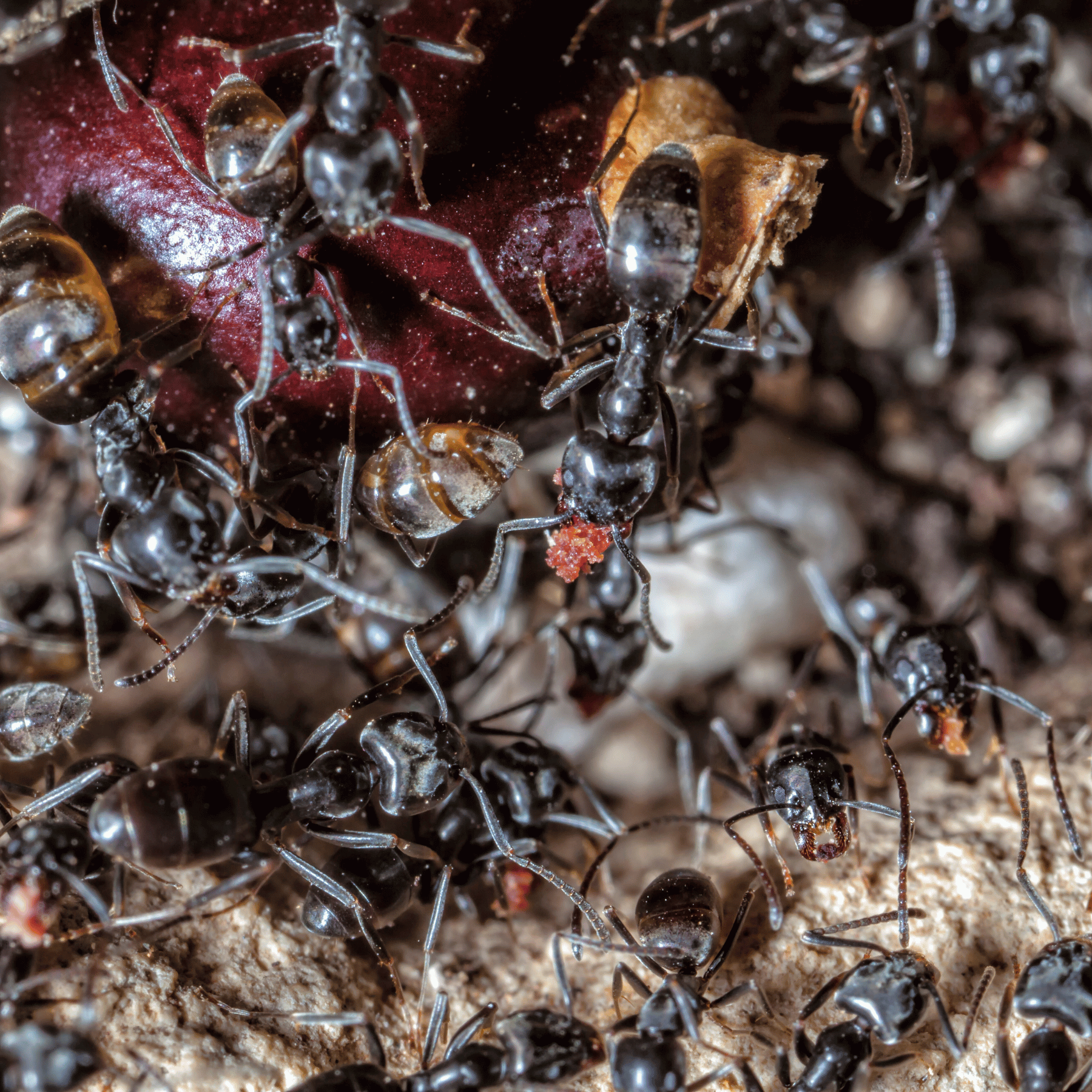 Fourmi noire des jardins