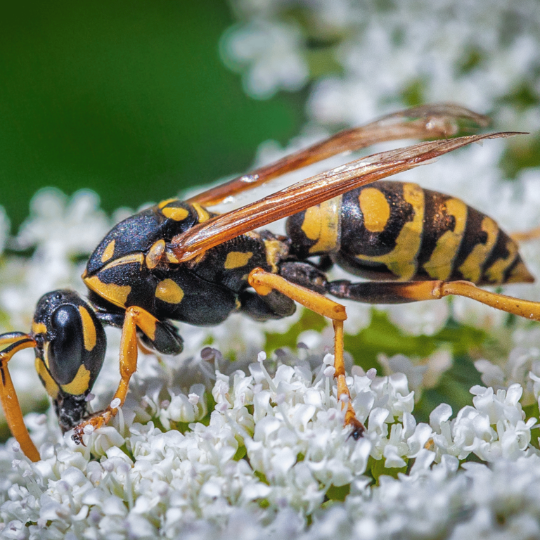 Guêpes polistes