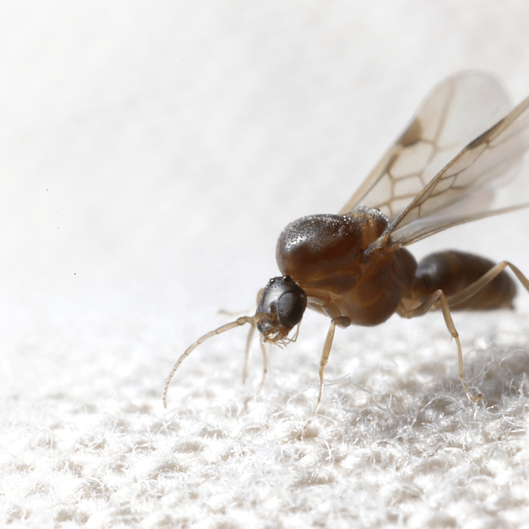 Fourmis d’Argentine