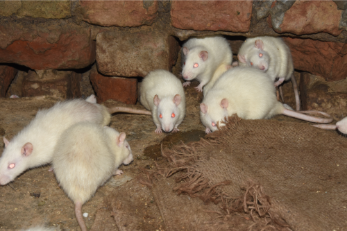 rats