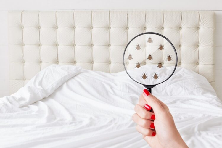 Prevention Punaise de Lit : Les Différents Moyens