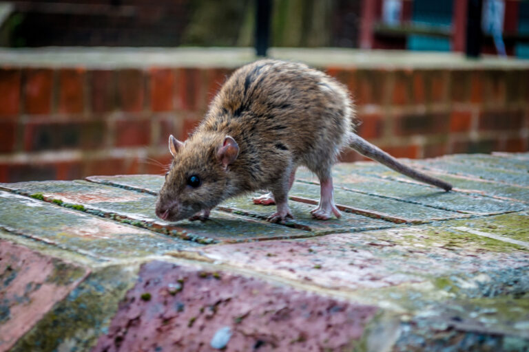 Chien qui chasse les rongeurs Un allié efficace dans la lutte contre les nuisibles Stoprat