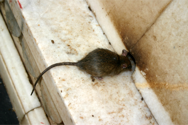 Crottes de Rat Informations, prévention et lutte antiparasitaire Stoprat
