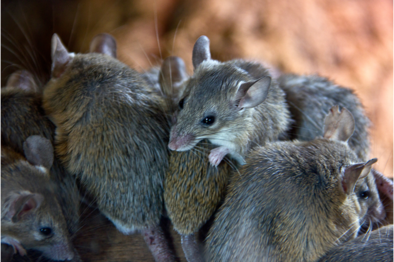 crotte de souris dangereux