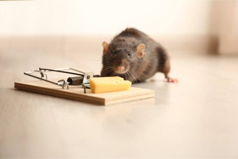 Combien coute un exterminateur de souris
