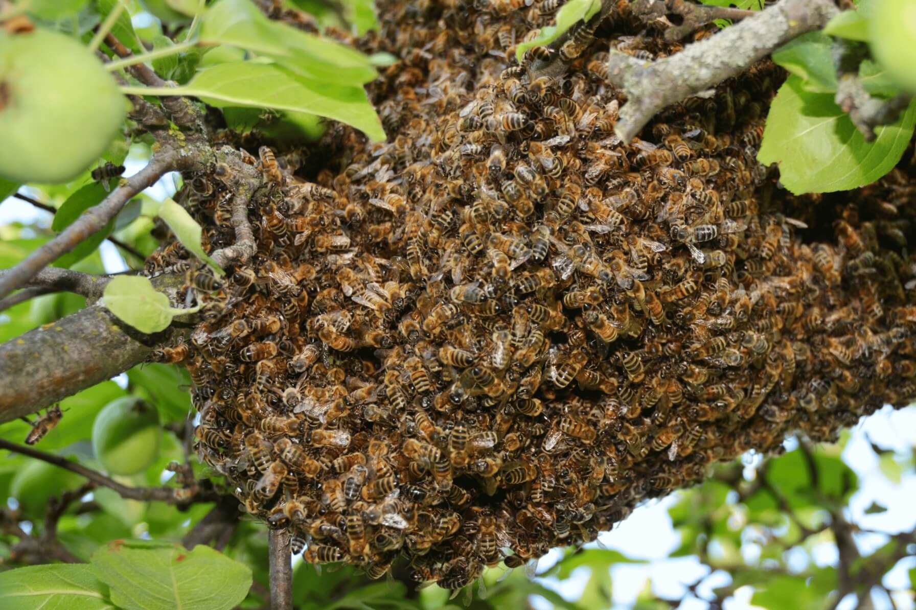 sos essaim abeille