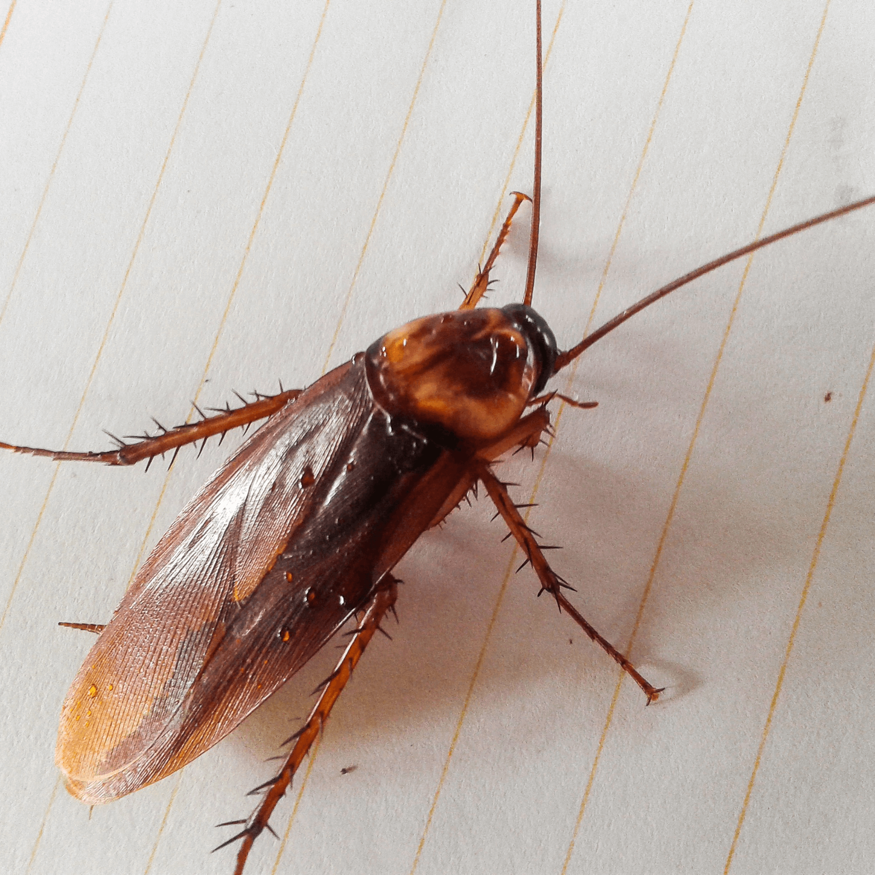Blatte germanique