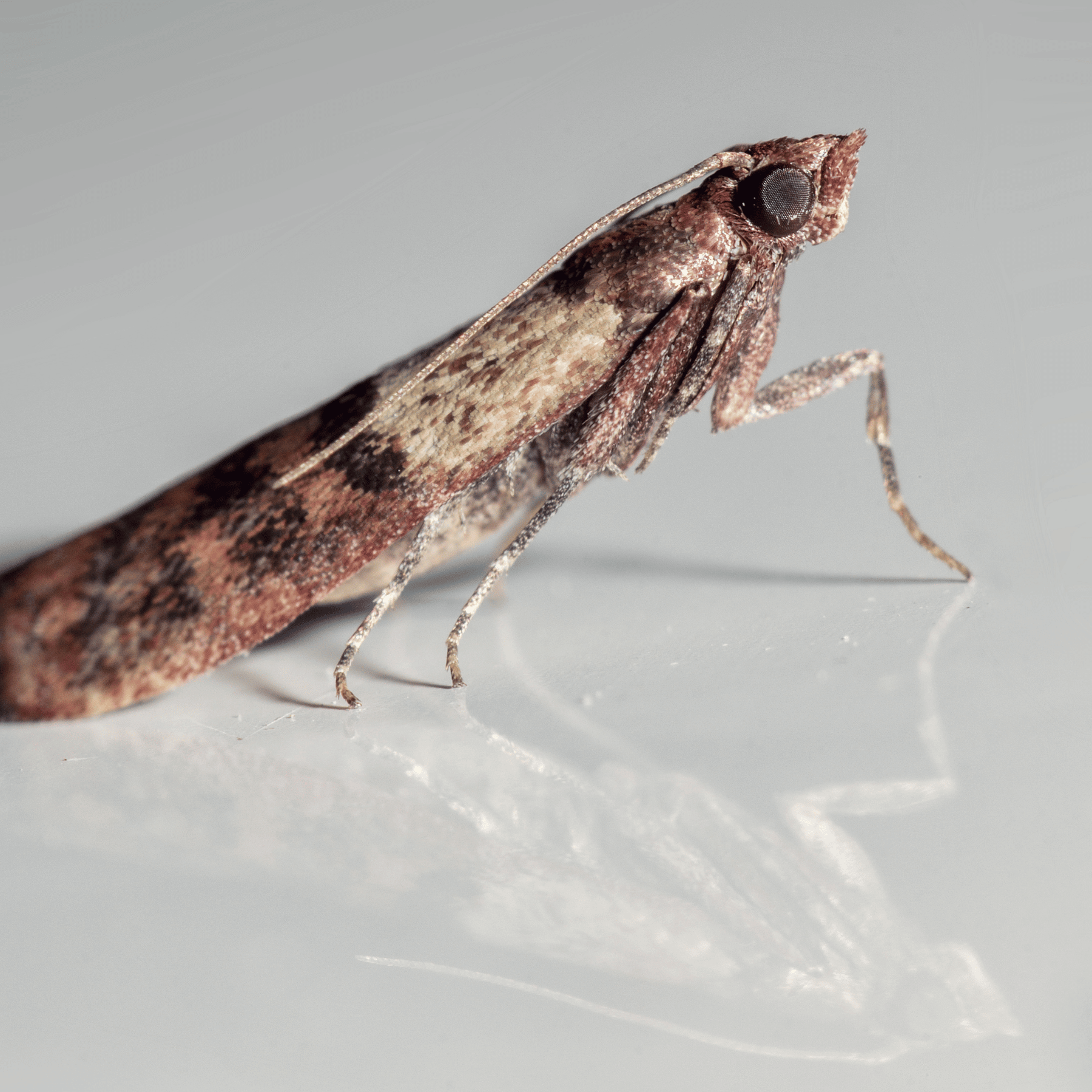 Mites alimentaires