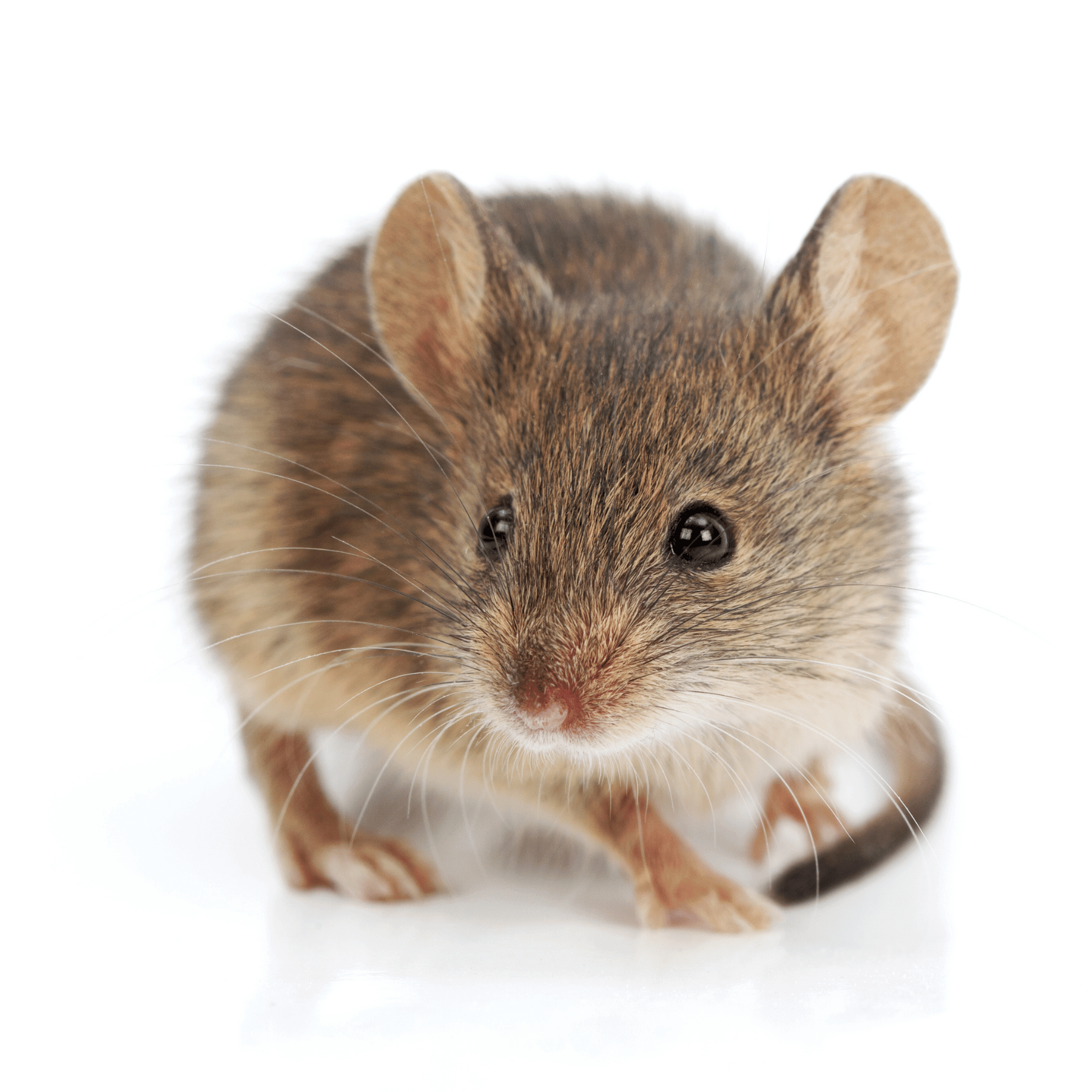 Souris domestique