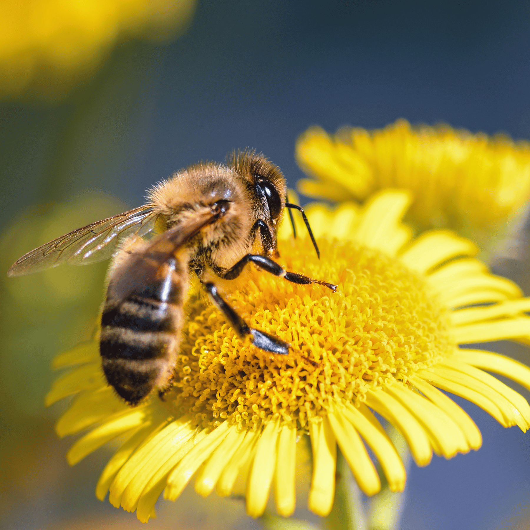 abeille