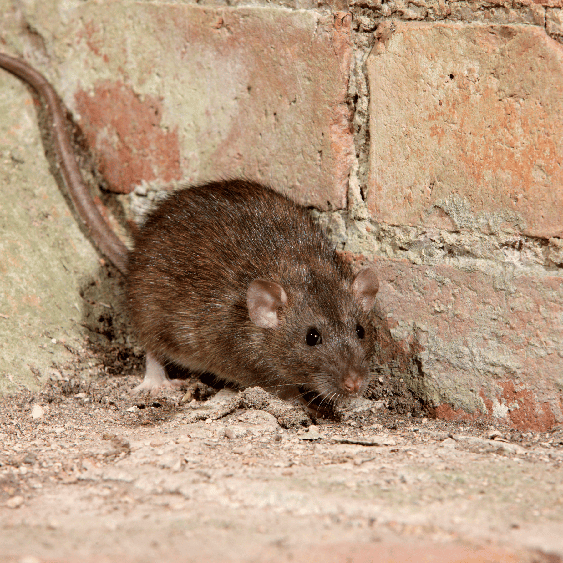 rat brun