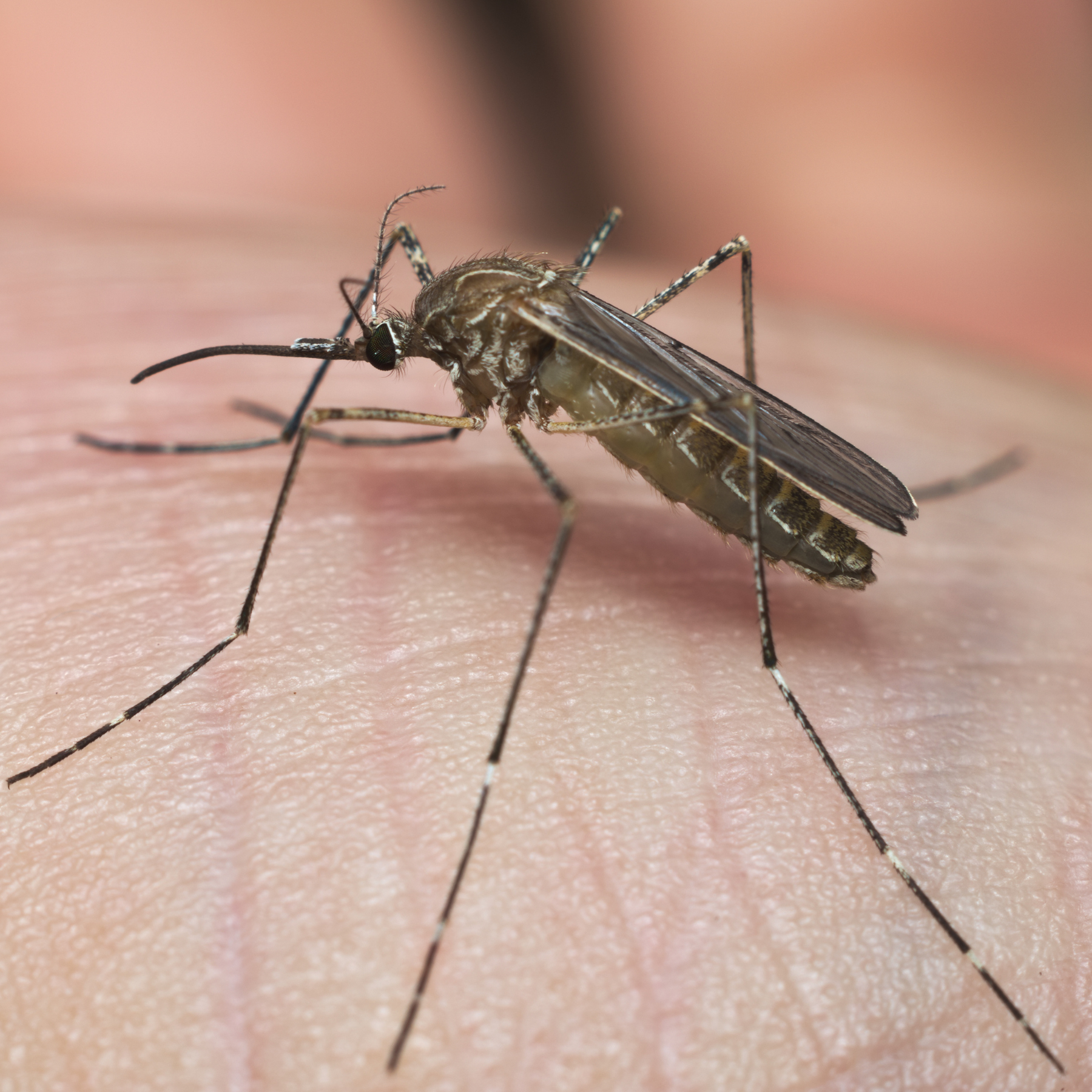Moustique commun