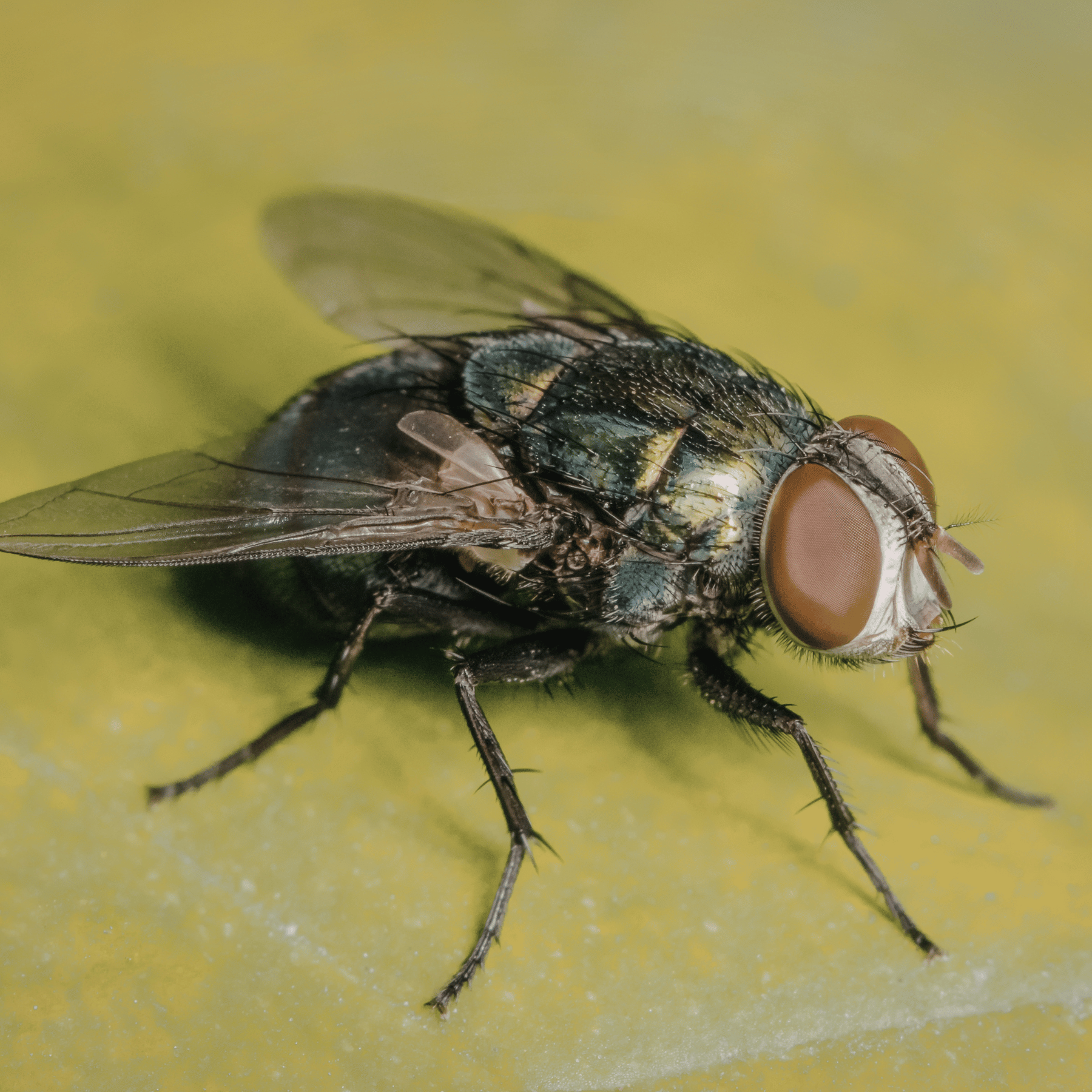 mouche